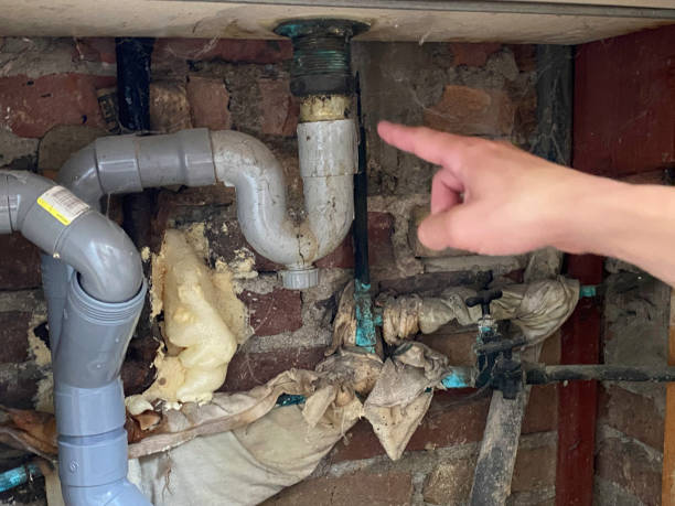 Best Mold removal after water damage  in Bisbee, AZ