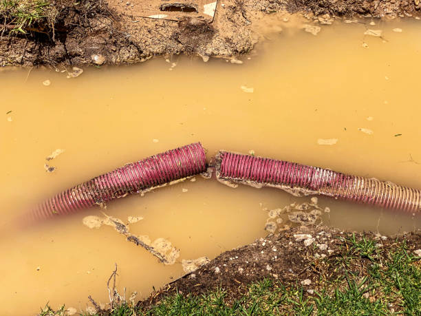 Best Local water damage restoration  in Bisbee, AZ